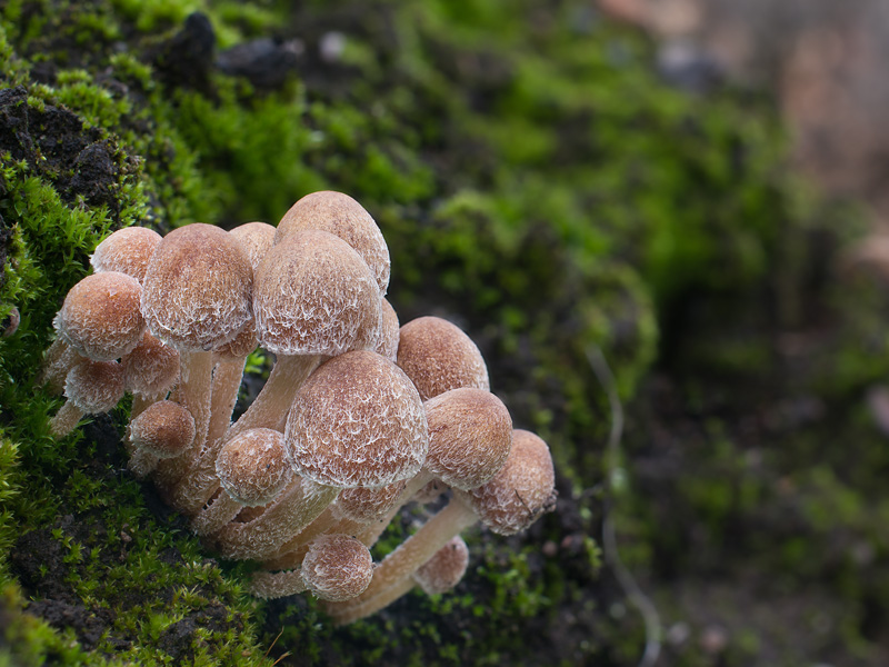 Psathyrella pennata